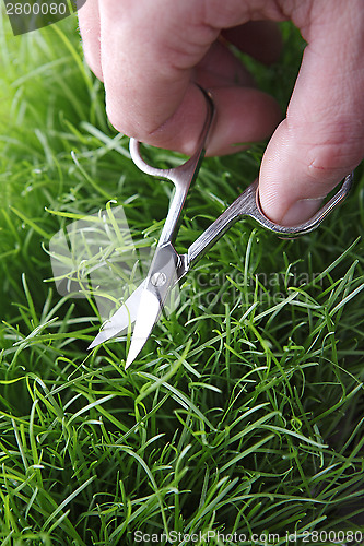 Image of Young man cuts English lawn