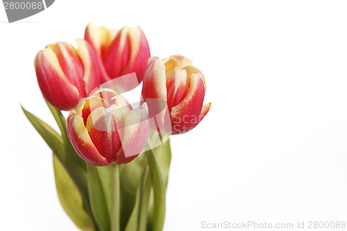 Image of Tulips in yellow and red