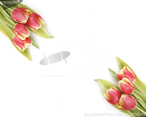 Image of Tulips in yellow and red
