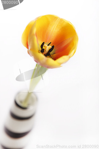 Image of Yellow tulip in a vase