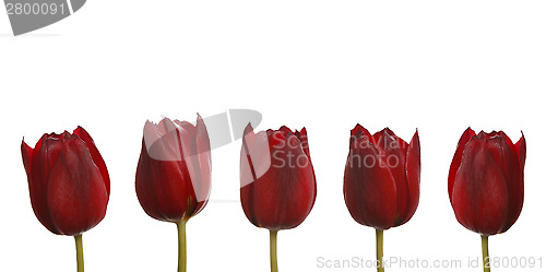 Image of Tulips in red