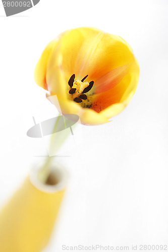 Image of Yellow tulip in a vase