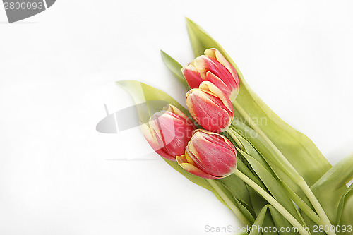 Image of Tulip in yellow and red