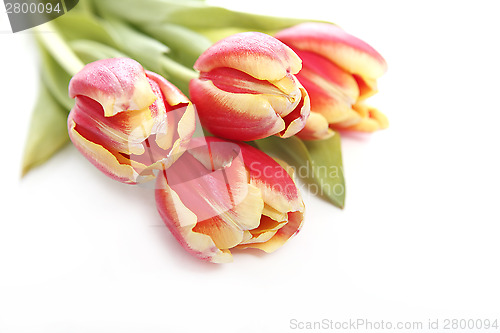 Image of Tulip in yellow and red