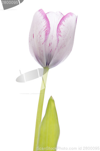 Image of White and violet tulip