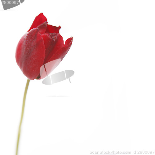 Image of Tulip in red