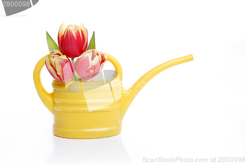 Image of Yellow watering can with tulips