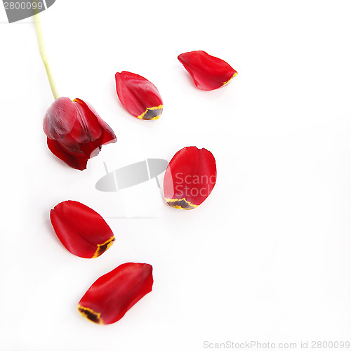 Image of Red tulip with loose petals