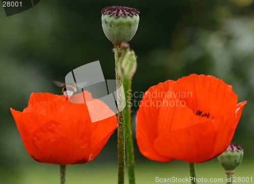 Image of poppy flowers