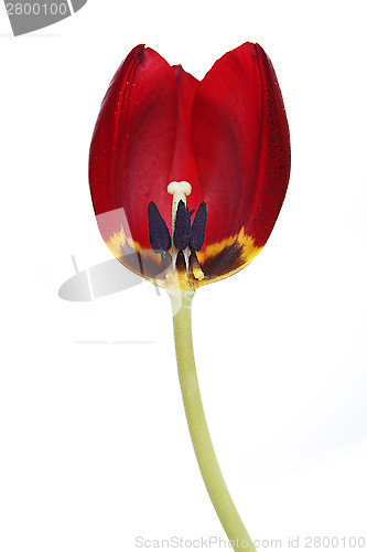 Image of Cross-section of a red tulip