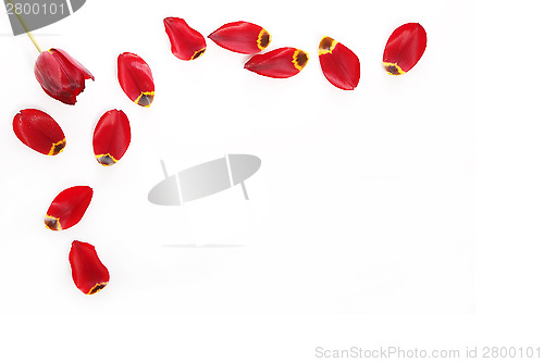 Image of Red tulip with loose petals