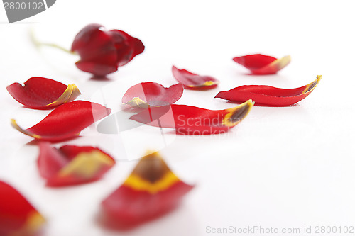 Image of Red tulip with loose petals