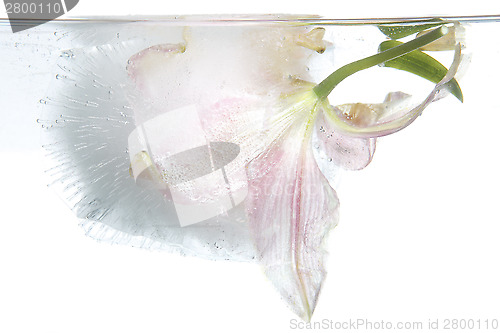 Image of Frozen lily