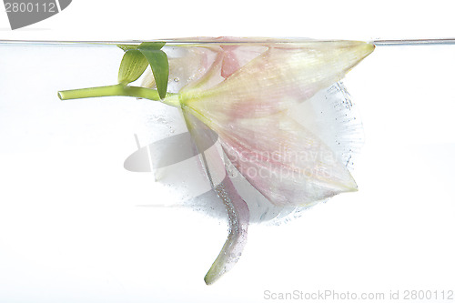 Image of Frozen lily
