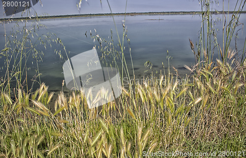 Image of Plants on the lagoon