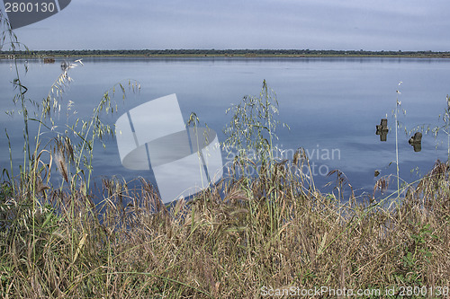 Image of Plants on the lagoon