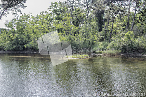 Image of Plants on the lagoon