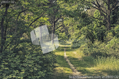 Image of Walking in pinewood forest