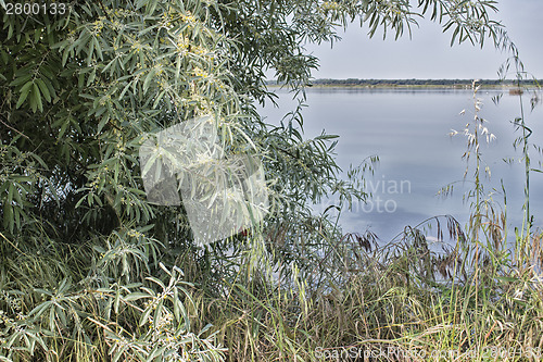 Image of Plants on the lagoon