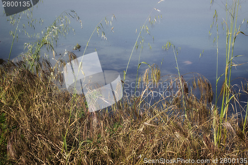 Image of Plants on the lagoon