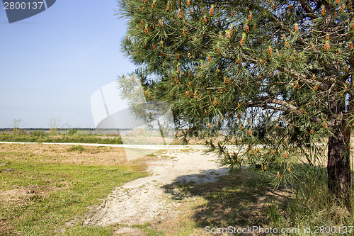 Image of Walking in pinewood forest