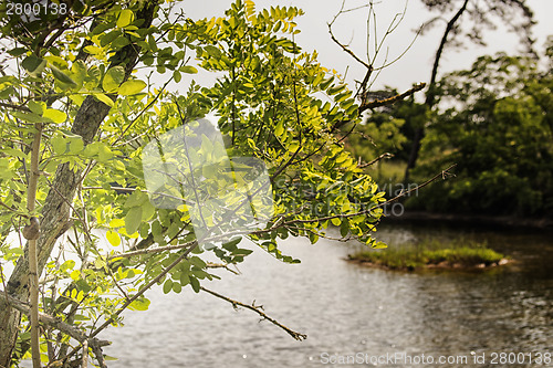 Image of Plants on the lagoon