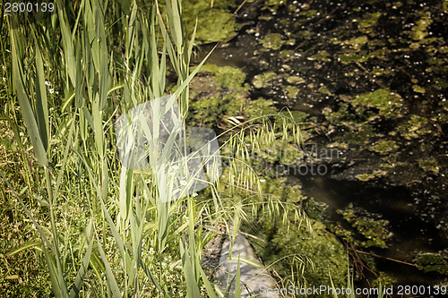 Image of Plants on the lagoon