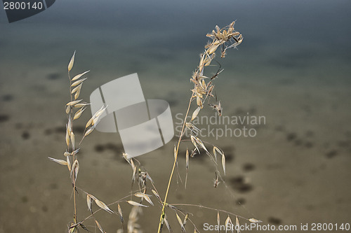 Image of Plants on the lagoon