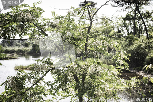 Image of Plants on the lagoon