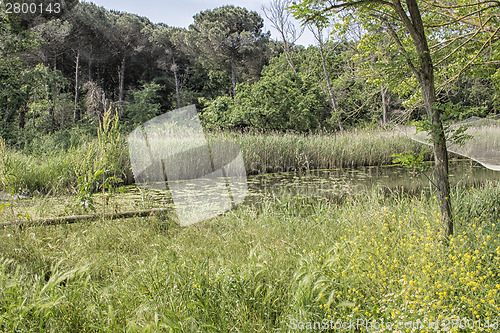 Image of Plants on the lagoon