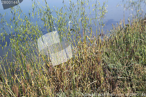 Image of Plants on the lagoon