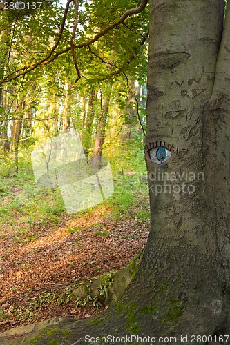 Image of Eye carved in tree trunk.