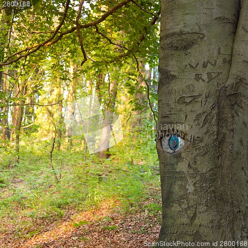 Image of Eye carved in tree trunk.