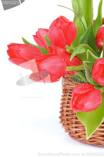 Image of Spring Tulips