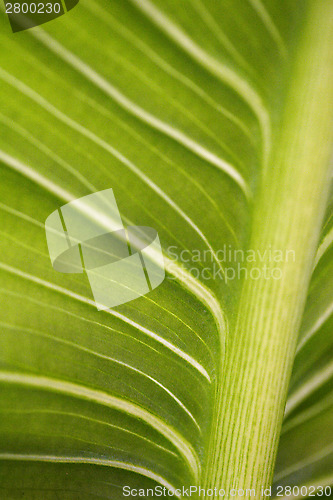 Image of Palm leaf