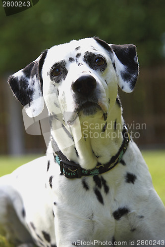 Image of Face of a Dalmatian dog