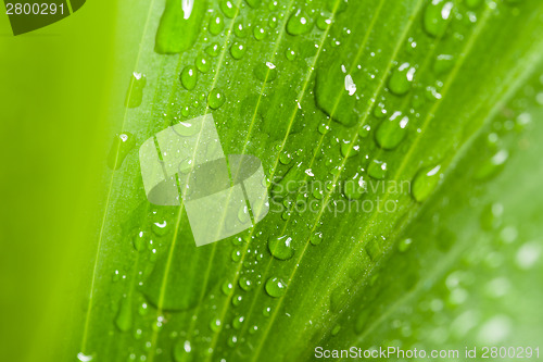 Image of water drops on green plant leaf 