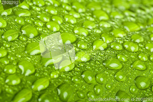 Image of water drops on green plant leaf 