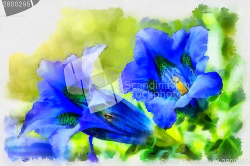 Image of Illustration of trumpet gentiana blue spring flower in garden