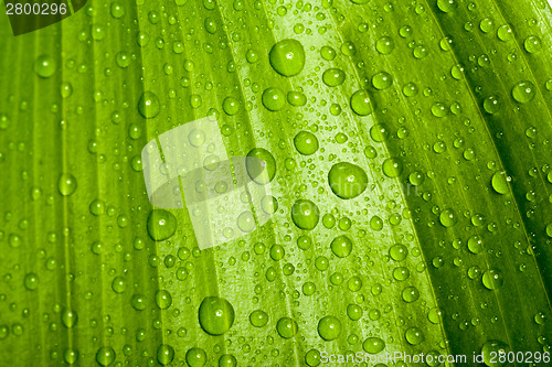 Image of water drops on green plant leaf 