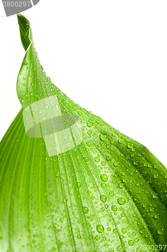 Image of water drops on green plant leaf 