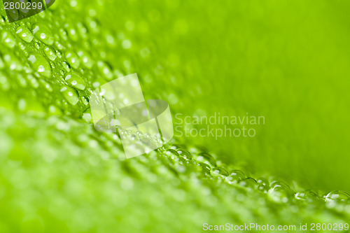 Image of water drops on green plant leaf 