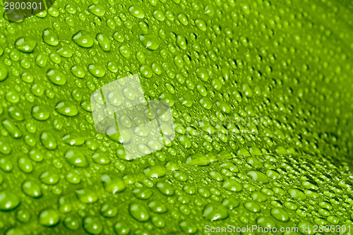 Image of water drops on green plant leaf 