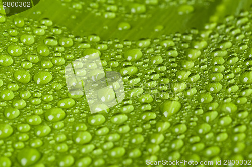 Image of water drops on green plant leaf 