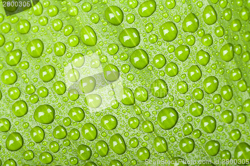 Image of water drops on green plant leaf 