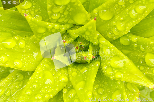 Image of water drops on green plant leaf 