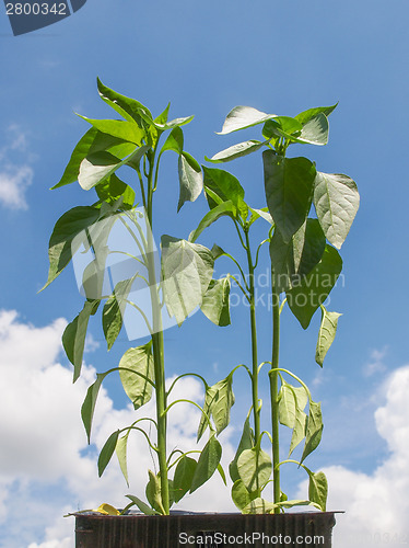 Image of Plug pepper plant