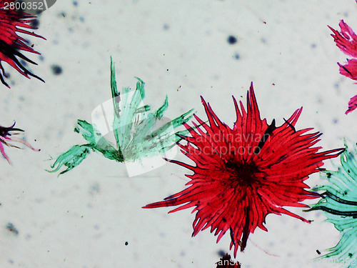 Image of Apple micrograph
