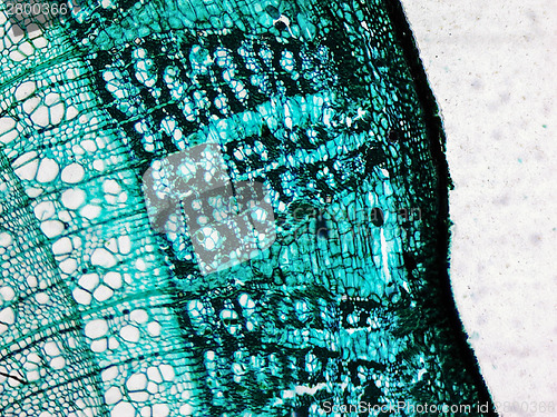 Image of Pine Wood micrograph