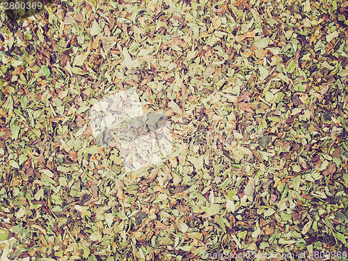 Image of Retro look Oregano spice